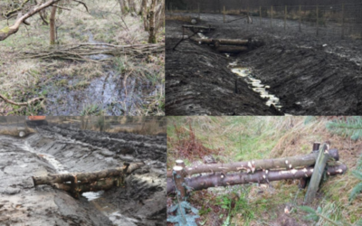 Allanton Natural Flood Management & Redmire Park Wetland  